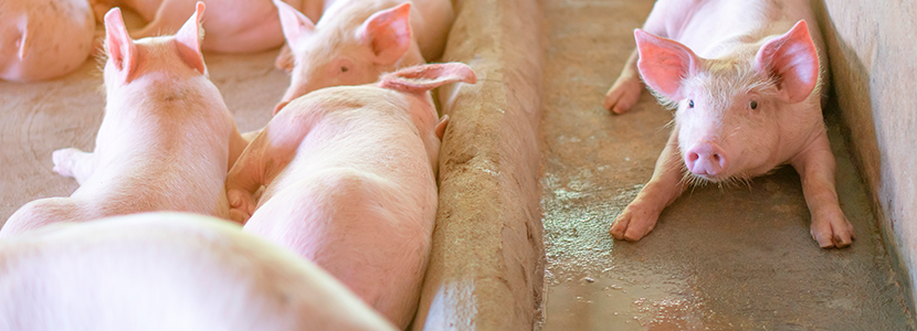 Un recuento sobre la Peste Porcina Clásica (PPC)
