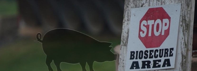 Bioseguridad en granja porcina: percepción y gestión de riesgos (1 de 2)