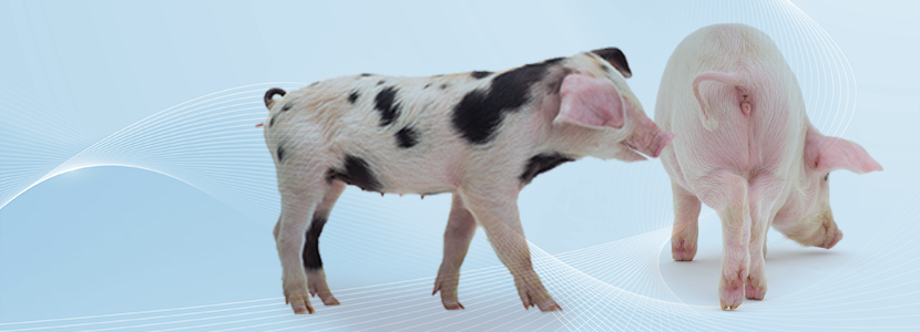 Prevención de la caudofagia en granjas porcinas: Evaluar riesgos y actuar ante un brote