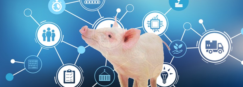 Desafíos del sector porcino en contexto de PPA y Post COVID