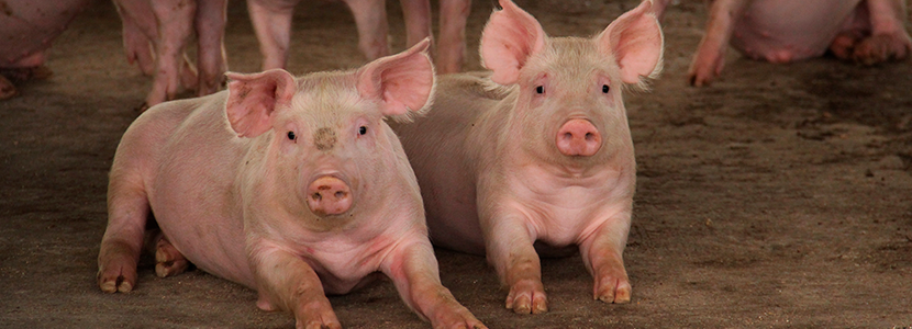 Etología porcina – ¿Qué nos dice el comportamiento de los cerdos?