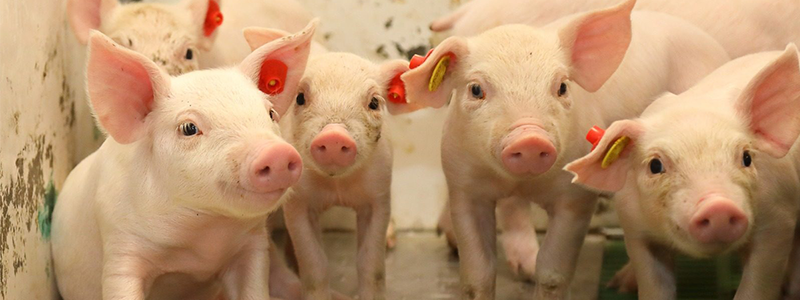 ICPOR obtiene una calificación de excelente en bienestar animal según...