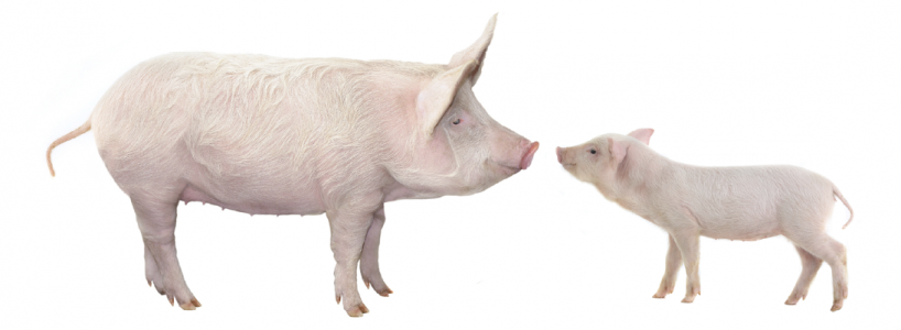 LA VARIE TIPOLOGIE DI ALLEVAMENTI DI SUINI IN ITALIA | Il Mondo Degli - Foto 3