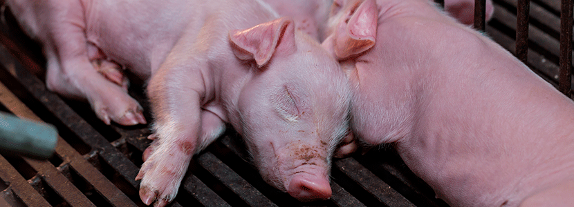 Prácticas de manejo del lechón al nacimiento