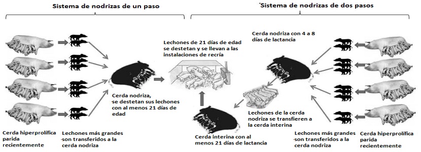 Cerdas nodrizas: sistema de uno y dos pasos