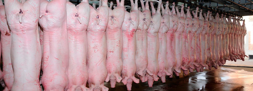Evaluaciones basadas en canales sobre el estado de bienestar de los cerdos