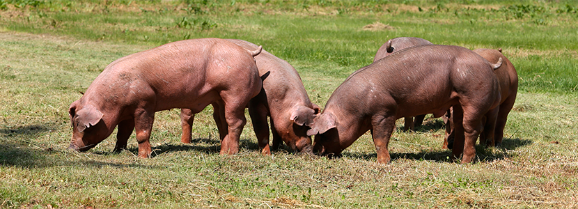 Parámetros genéticos y rasgos de medición corporal en cerdos Duroc