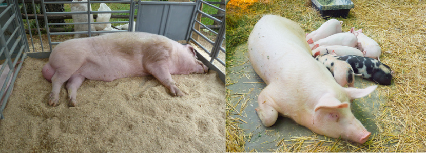 MAPA publica IN de boas práticas de manejo em granjas comerciais de suínos