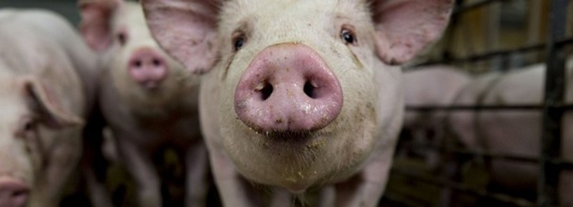 Prácticas de manejo para reducir la emisión de amoníaco en granjas porcinas
