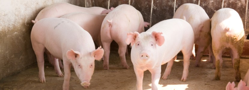 El precio del porcino español cae un 5,4% en 2021