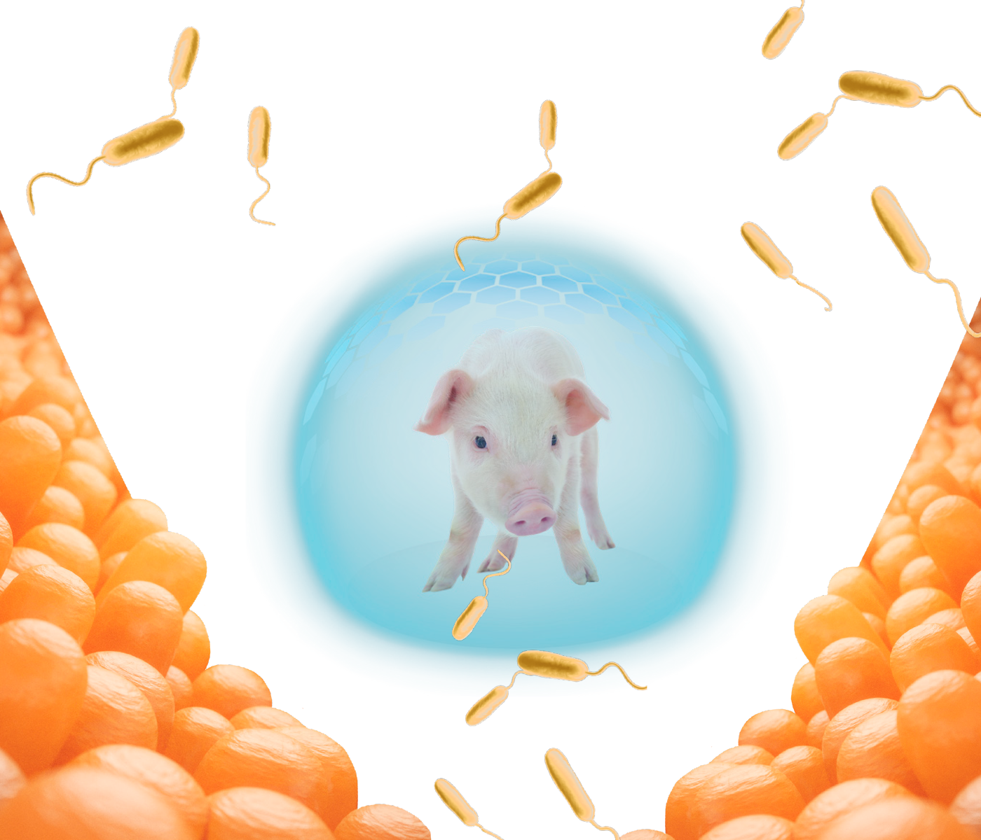 Control de la patología digestiva porcina para la optimización de la fase de crecimiento