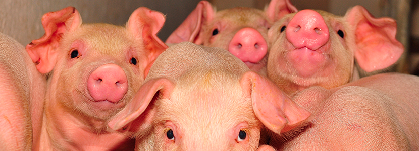 Bacterias patógenas en el alimento e ingredientes para cerdos