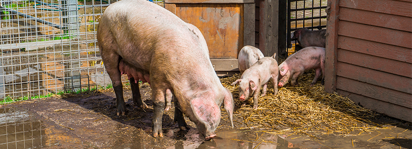 Toxicosis por zearalenona en la producción porcina