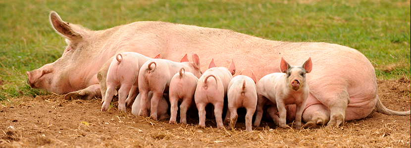 Mayor productividad y menor deterioro ambiental en granjas porcinas ¿Es posible?