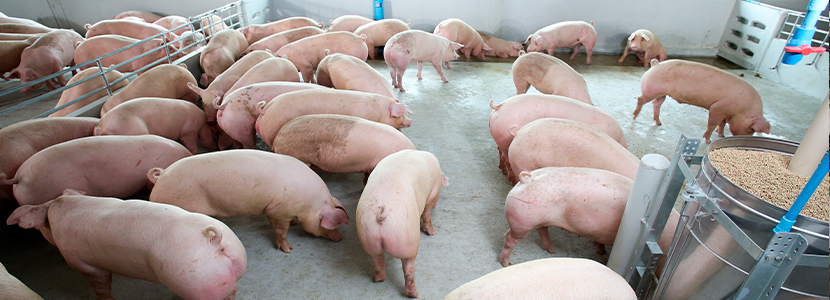 Importancia del desarrollo folicular en la productividad de la cerda reproductora