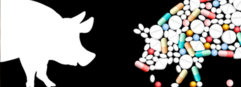 Uso de antibióticos en animales: causas, consecuencias y alternativas. Parte 1 de 2