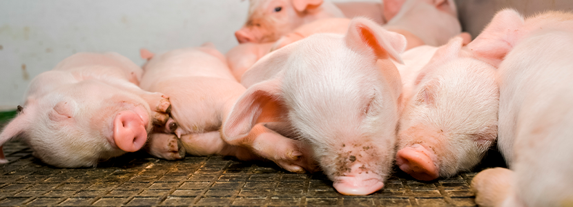 Evaluación del tamaño muestral de protocolos de bienestar animal