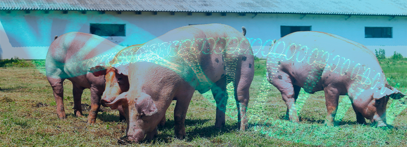 Precisión de la predicción genómica en poblaciones de cerdos de...