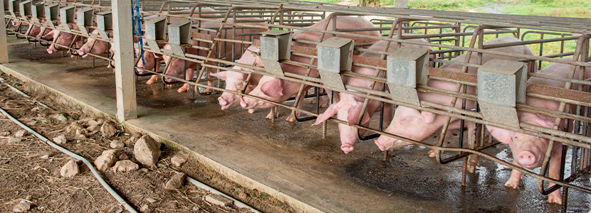 Inseminación artificial poscervical en en la producción porcina