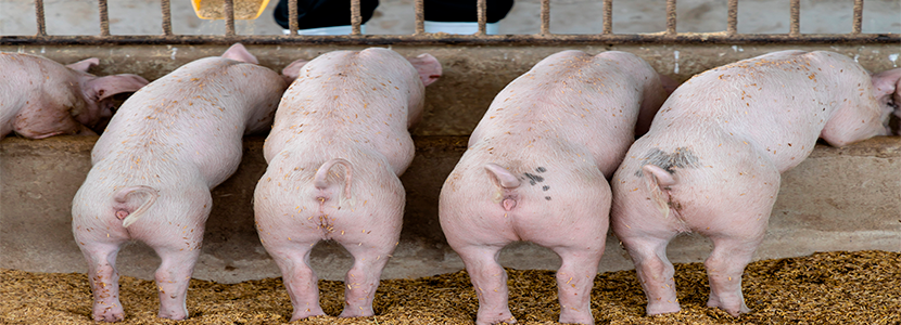 Efectos de la alimentación de lechones de bajo y medio peso al nacer