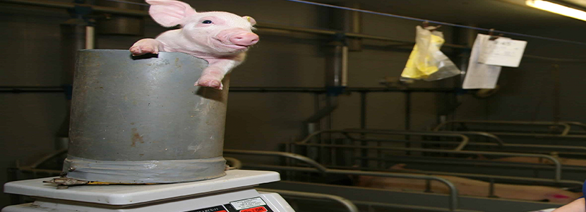 Peso al nacer no influye en la morfología y motilidad del intestino delgado