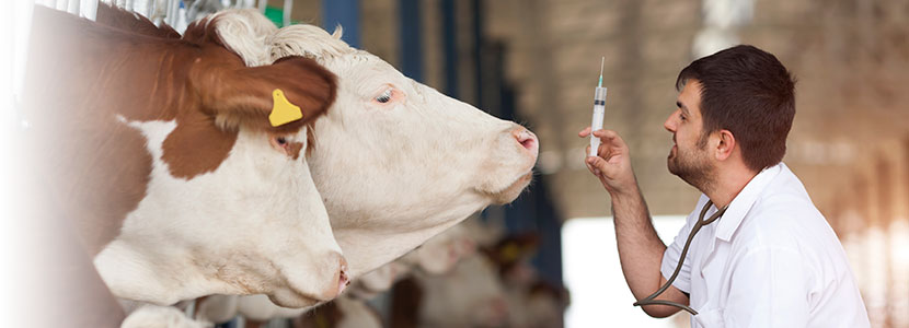 La OCV demanda la vacunación urgente de los veterinarios
