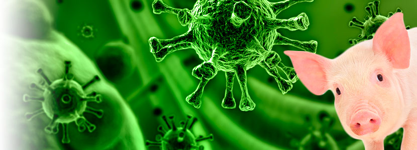 Preocupación por el virus Reston por su patogenicidad y transmisión zoonótica