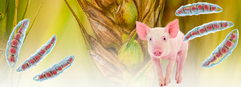 Zearalenona- ¿Cuál es su impacto en la salud y reproducción porcina?