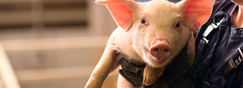 ¿Cuáles son los factores estresantes que afectan la producción porcina?