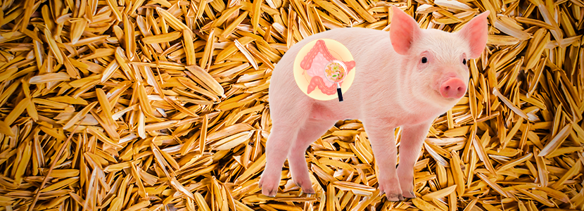 ¿Cuál es el rol de la fibra dietética en el tracto gastrointestinal?