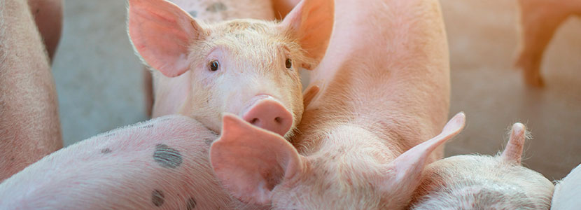Limpieza y desinfección – Clave para garantizar la salud de los cerdos