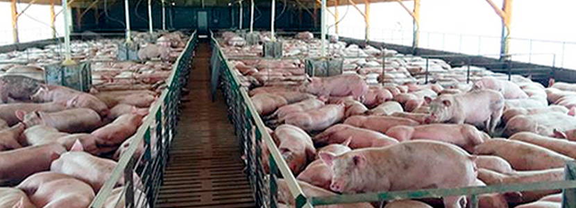 Bioseguridad en granjas porcinas parte 3 de 3: Evaluación de la bioseguridad