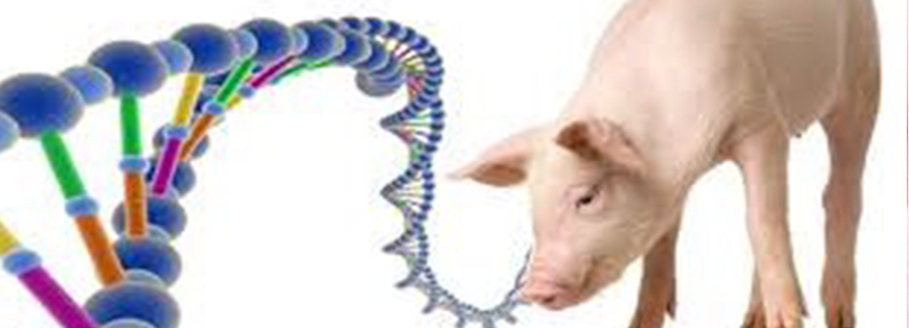 Nutrición proteica y cambios epigenéticos en el cerdo 1 de 3: Nutrición en cerdos