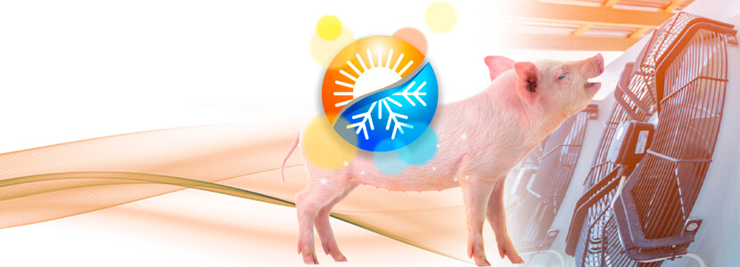 Climatización en granjas porcinas