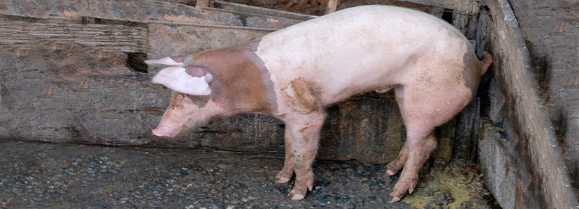Desafío intestinal con Escherichia coli enterotoxigénica en lechones posdestete