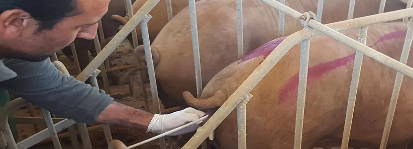 Expresión y contenido de la prostaciclina sintasa en el endometrio porcino