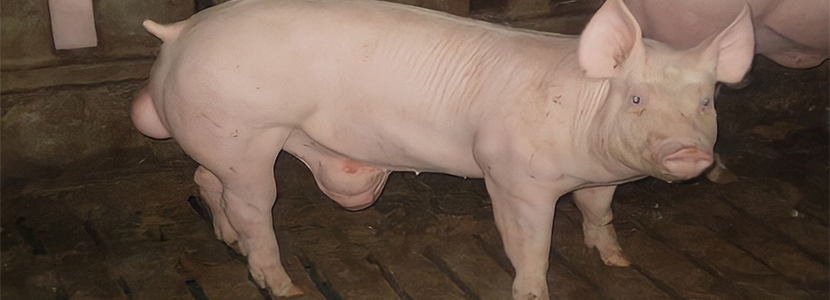Las hernias en cerdos, un problema con trasfondo genético?