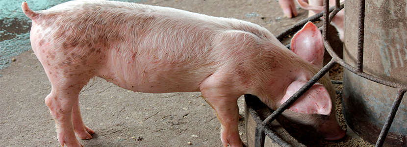 Clostridium butyricum alivia la diarrea mejorando la función digestiva en lechones
