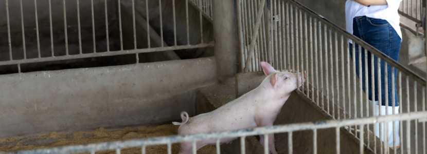 Contacto humano – animal positivo: reducción del estrés en cerdos