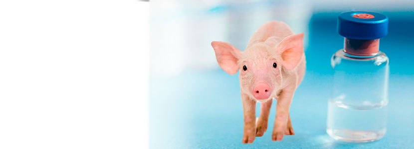 Los antimicrobianos en porcino y el concepto One Health