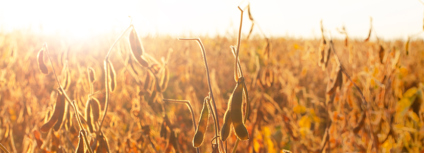 Bolivia: Venta de soya al exterior creció en 9%