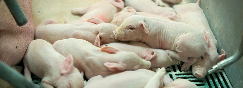 Importancia de la cantidad y calidad de la leche para el lechón lactante