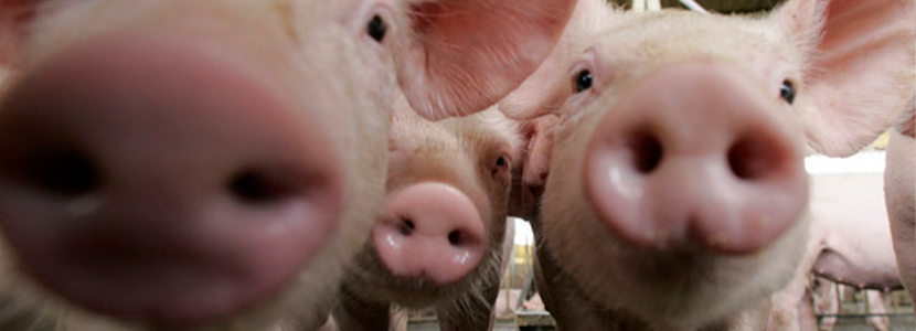 Hacia cero óxido de zinc en la producción de cerdos parte 1 de 2: ¿Por qué óxido de zinc?