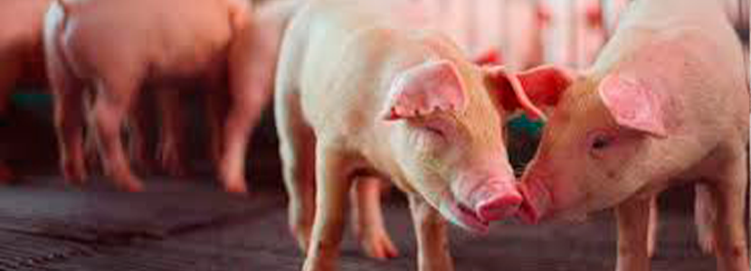 Hacia cero óxido de zinc en la producción de cerdos parte 2 de 2: alternativas