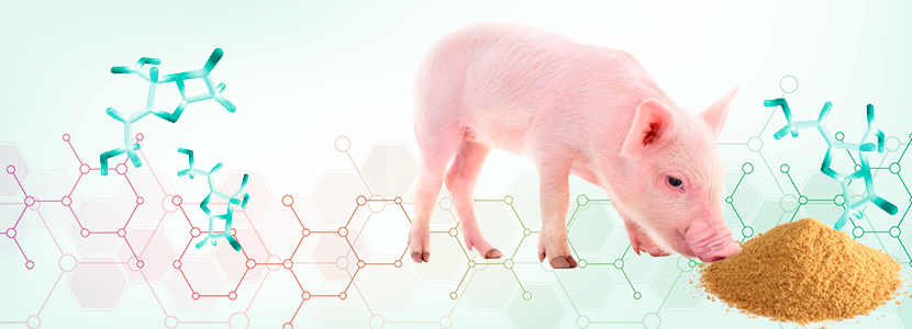 ¿Conoces el impacto de la fermentación de proteínas intestinales en cerdos jóvenes?