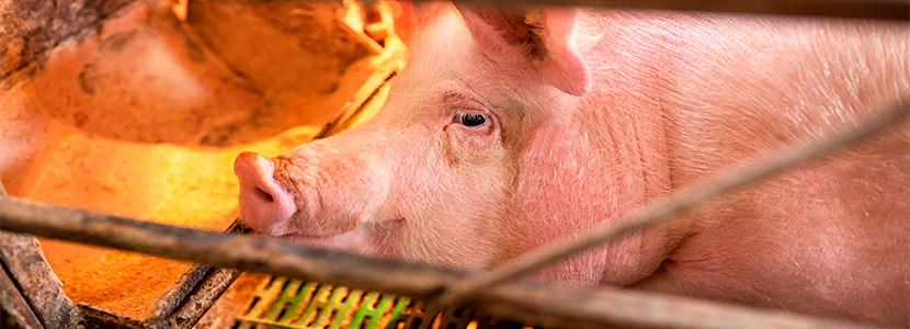 Efectos de dos dietas orgánicas en el rendimiento de las cerdas lactantes