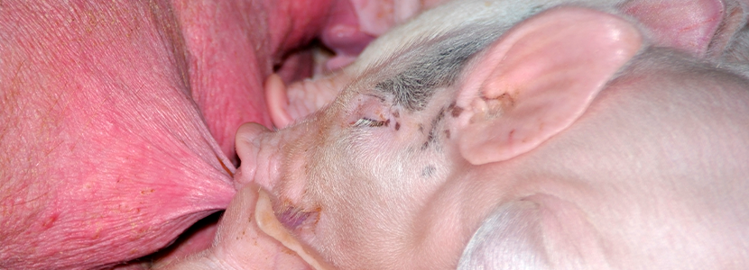 Sobreinfección ante partum de cerdas con Cystoisospora suis protege lechones lactantes