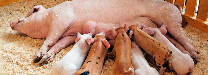 ¿Cuál es el efecto de la harina de soya fermentada en el desempeño de la cerda?