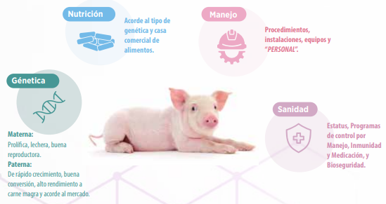 granja porcina