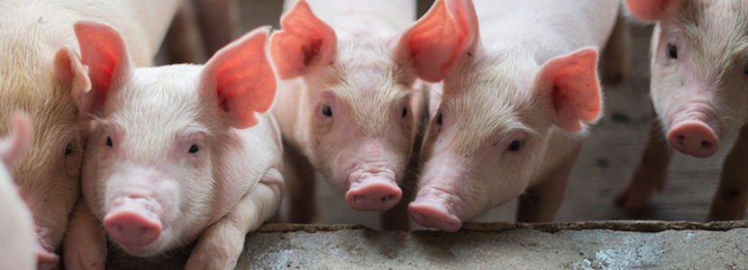 Efecto de altos niveles de leucina en dietas de cerdos